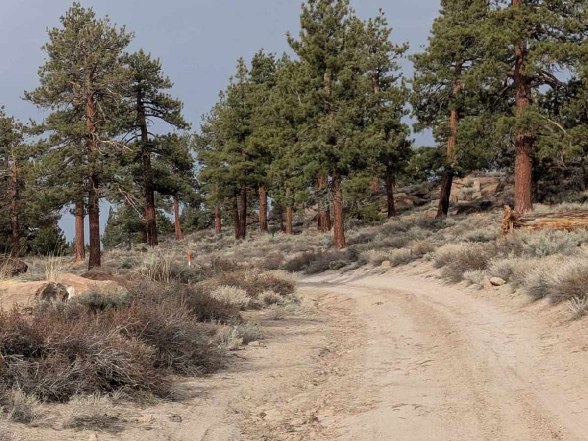 Sheep Camp Road - FS4S03 trail photo