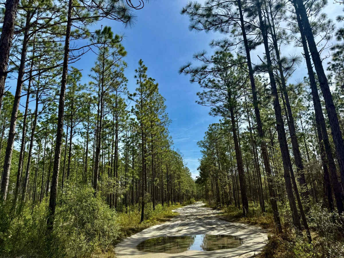 Forest Road 359 photo 5