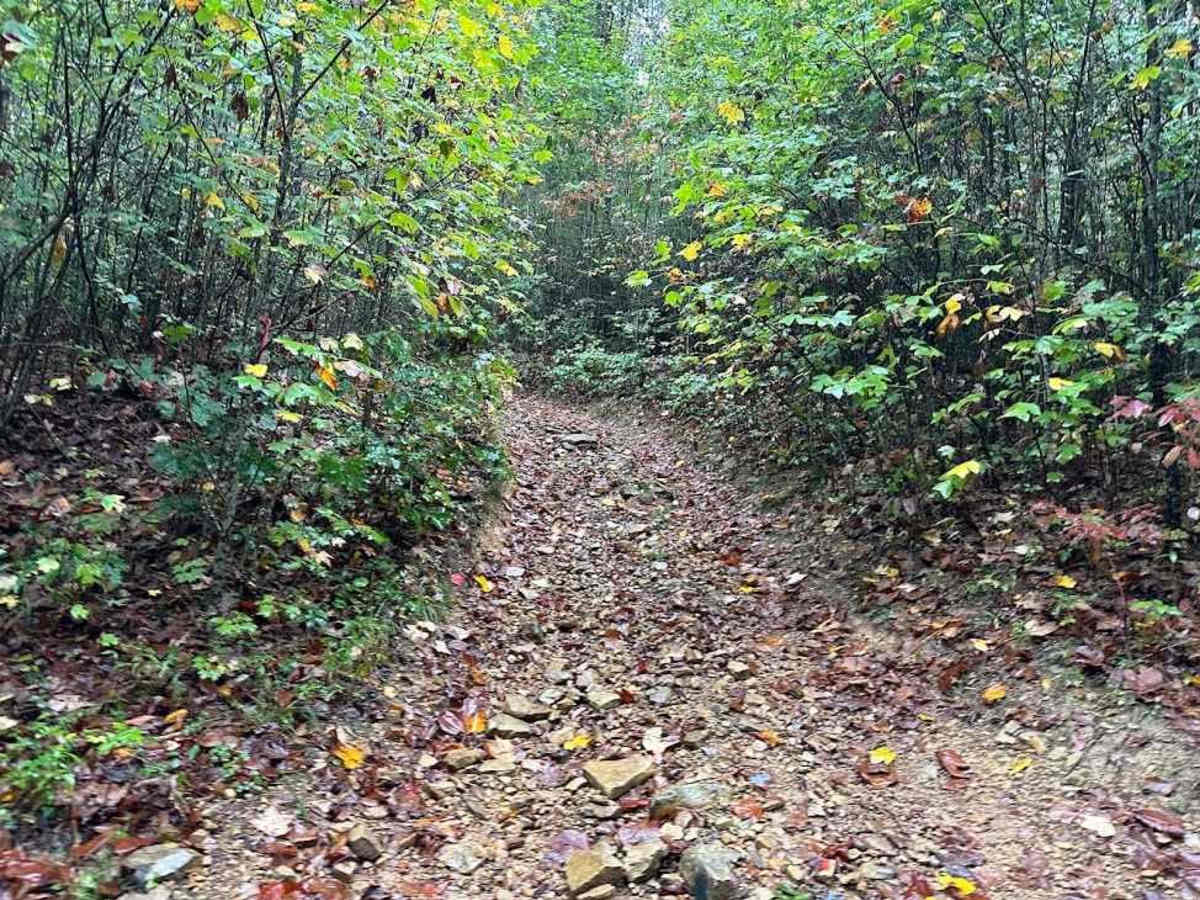 11 Green trail photo