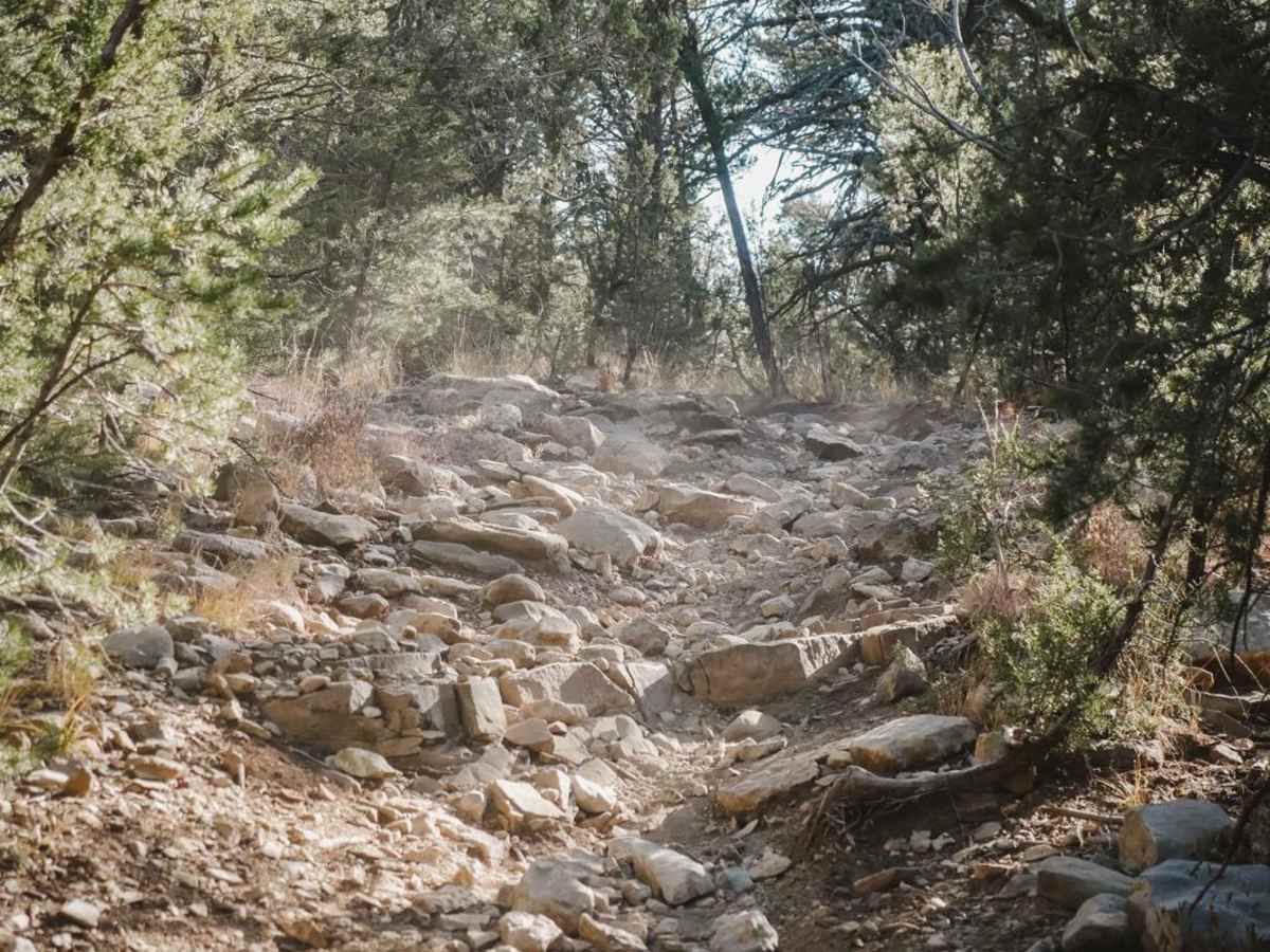 Pinyon photo 3