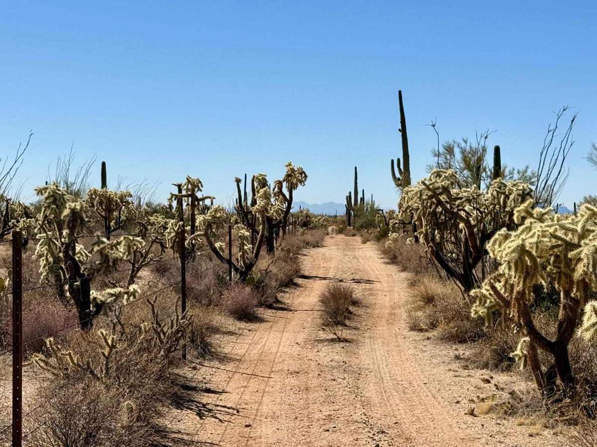 Chasing Cholla trail photo