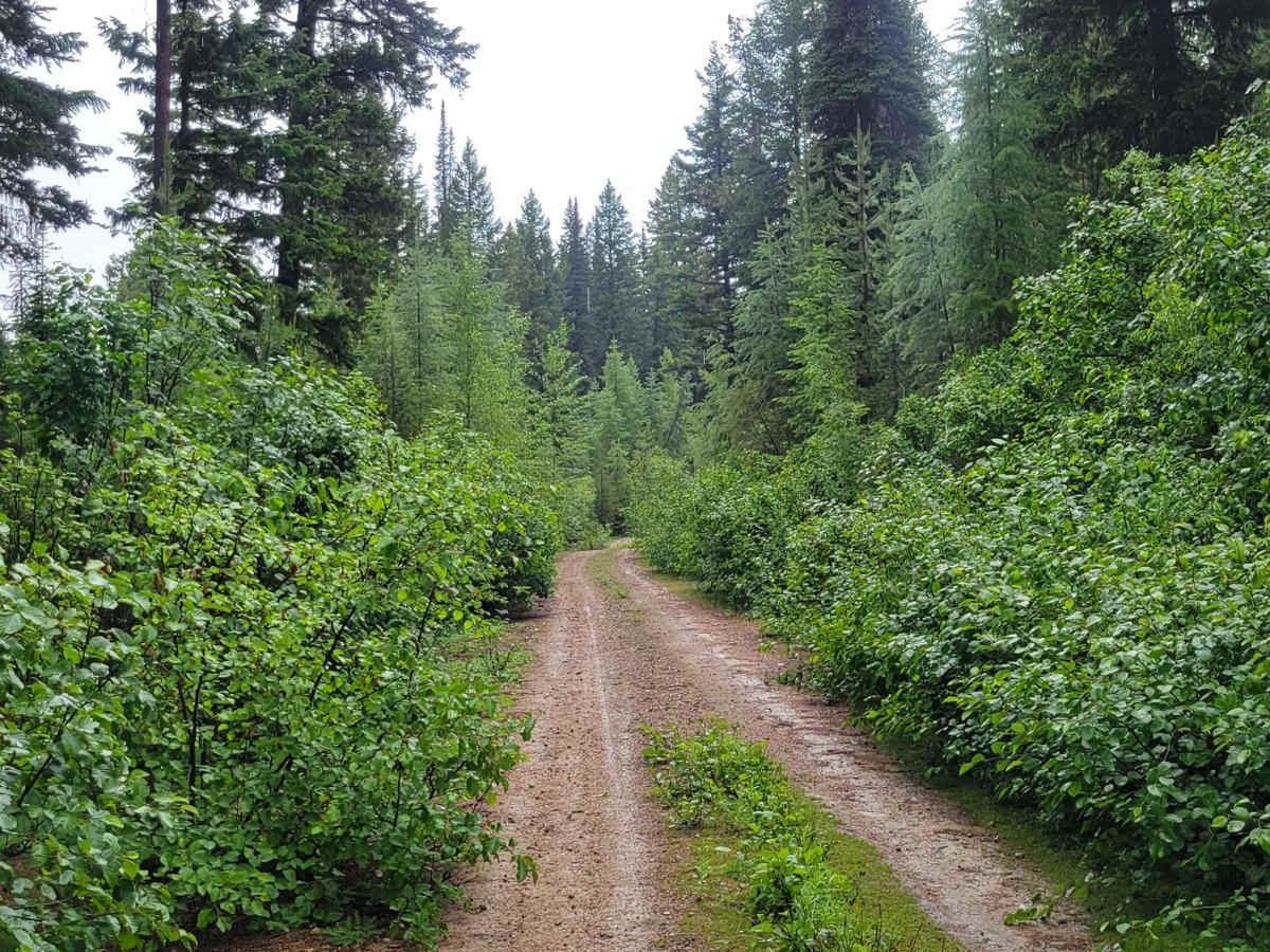 Forest Road 4235-100 trail photo
