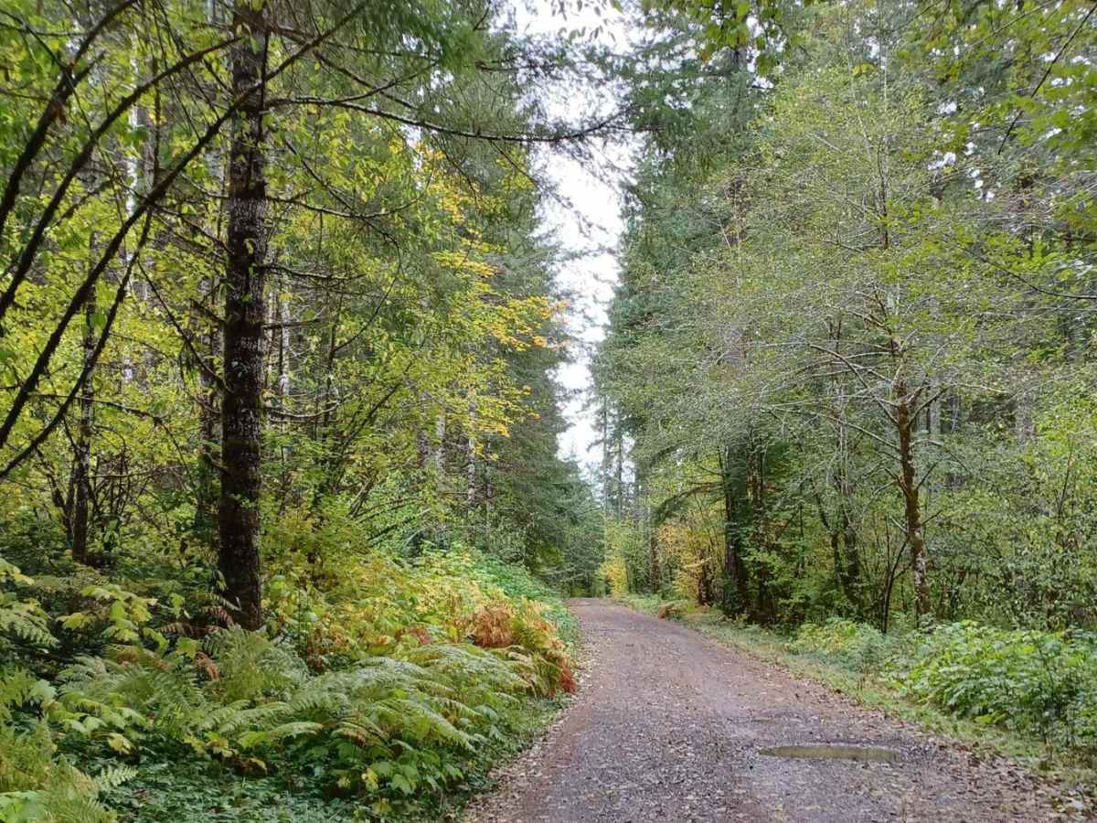 Little Hebo Access trail photo