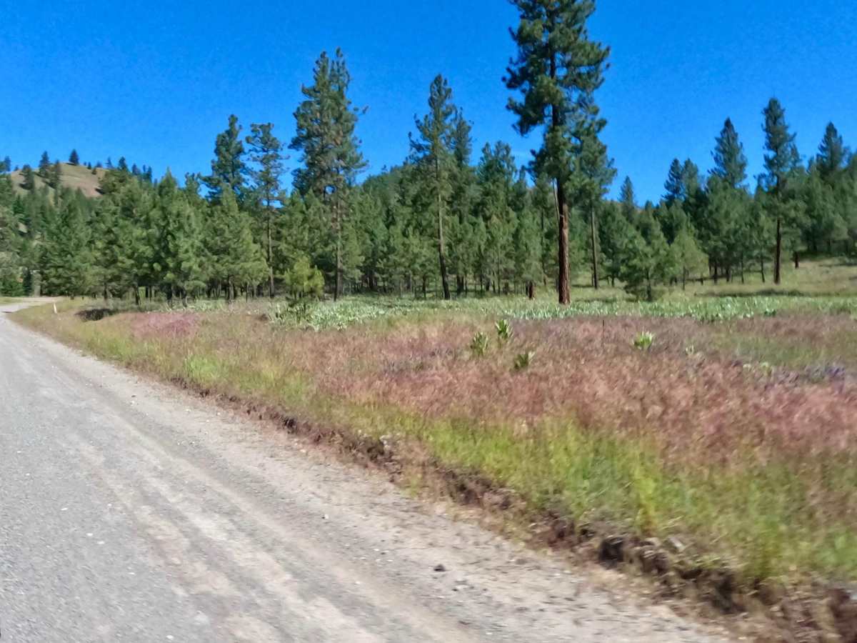 Pardee Cr. Rd-Ninemile Rd (97) trail photo