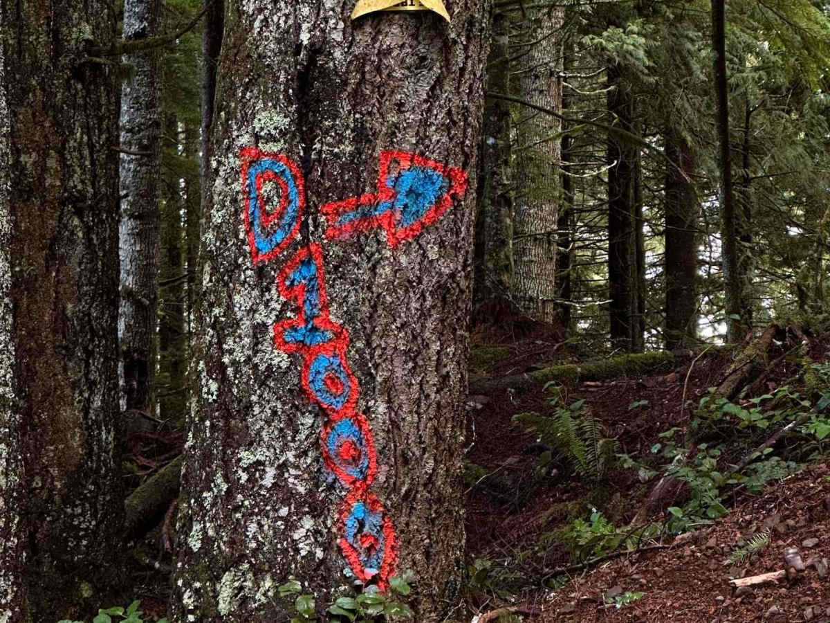 Capitol Forest D-1000 photo 6