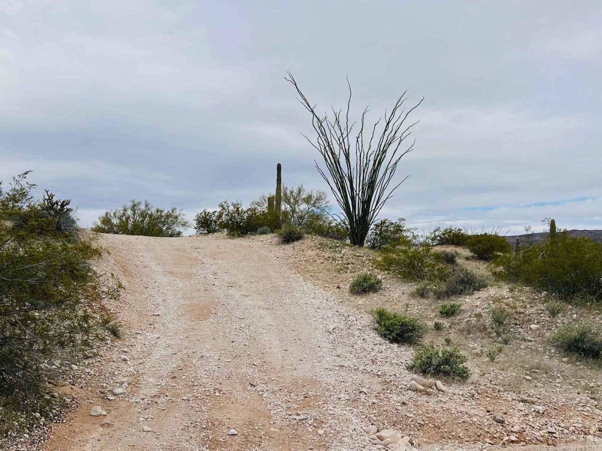 Old Car Camp Ajo photo 4