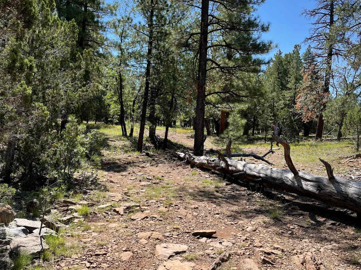 Cub Tank Trail photo 6