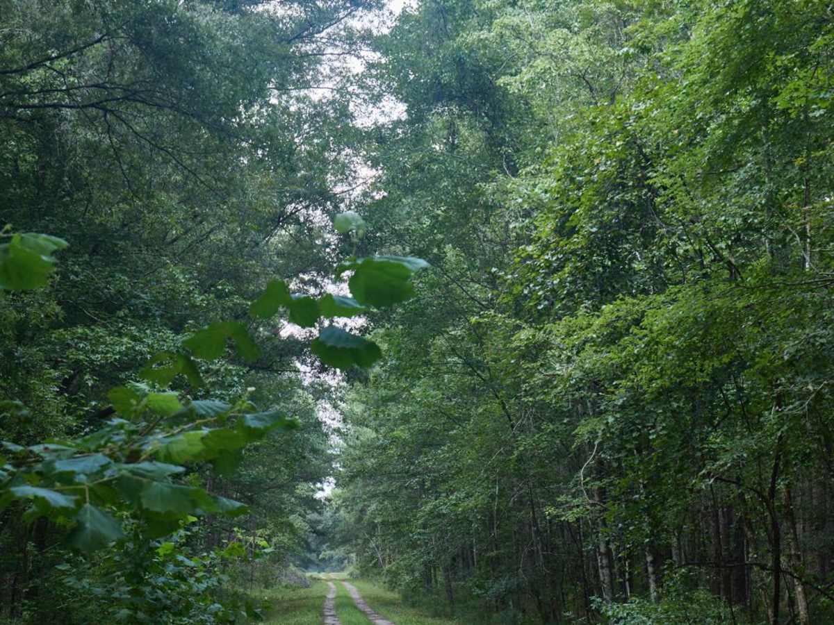 Borrow Pit Road trail photo