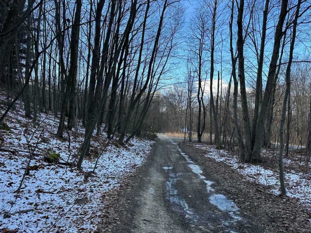 Locust Gap 2 photo 4