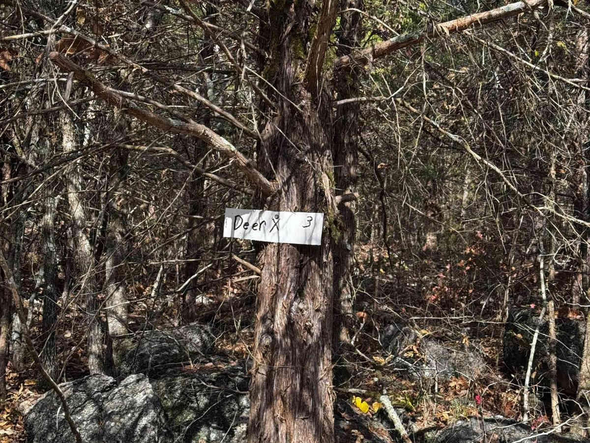 Deer Crossing (X) trail photo