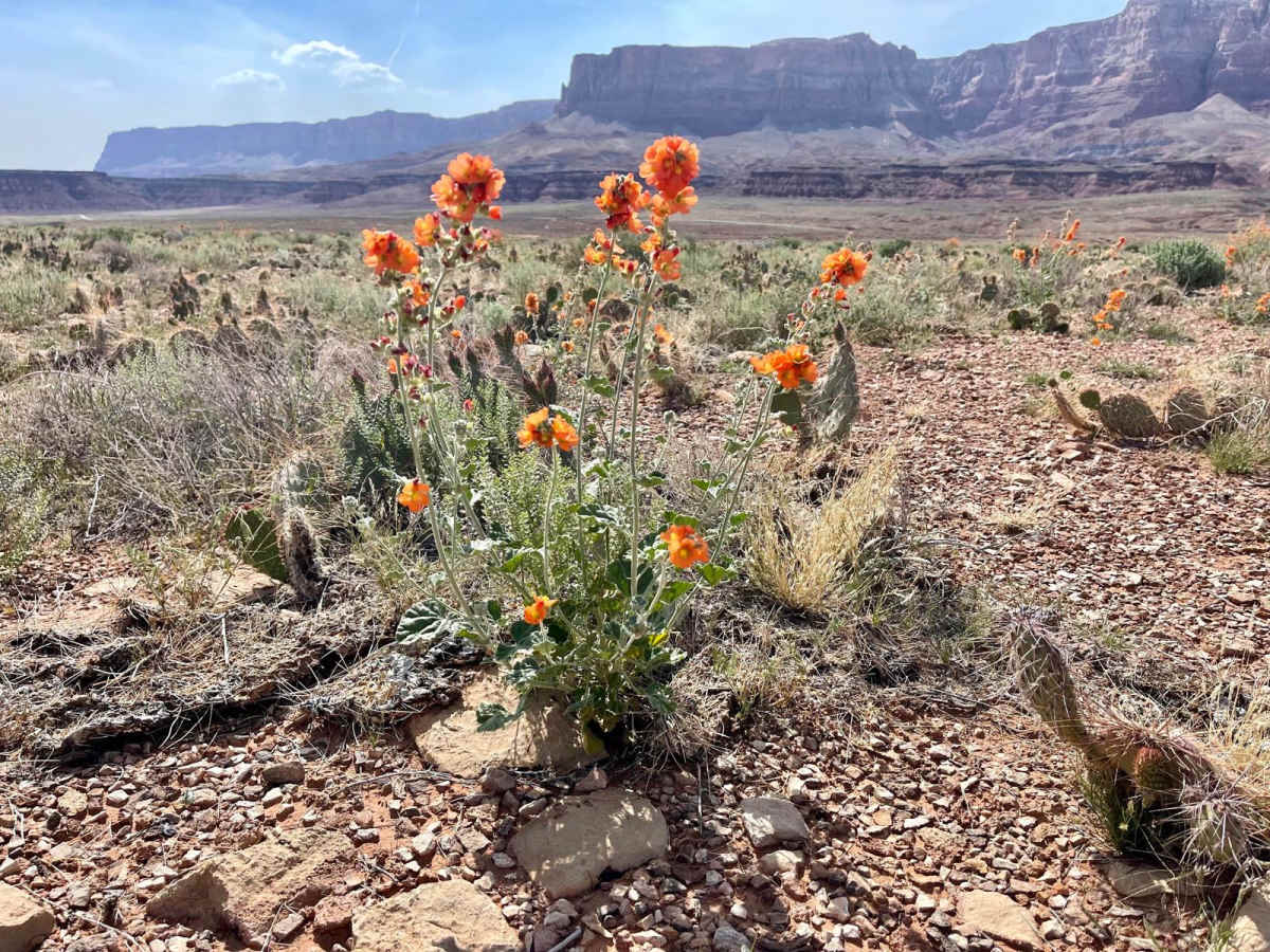 Little Badger Canyon trail photo