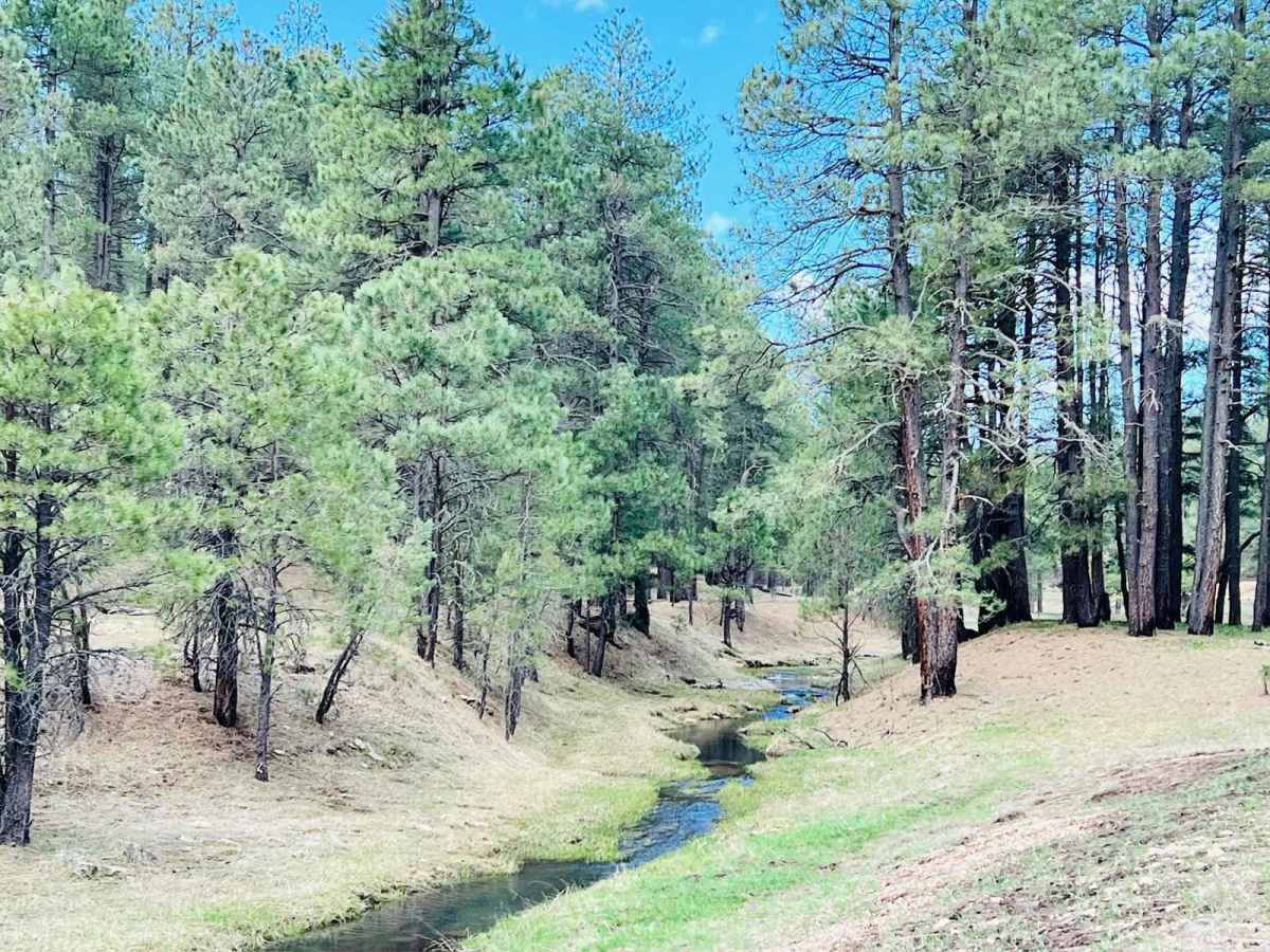 Potato Lake Rim Road trail photo
