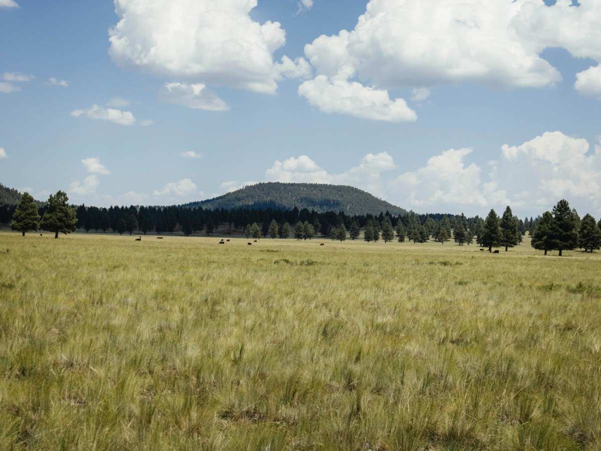 Cow Paradise photo 5