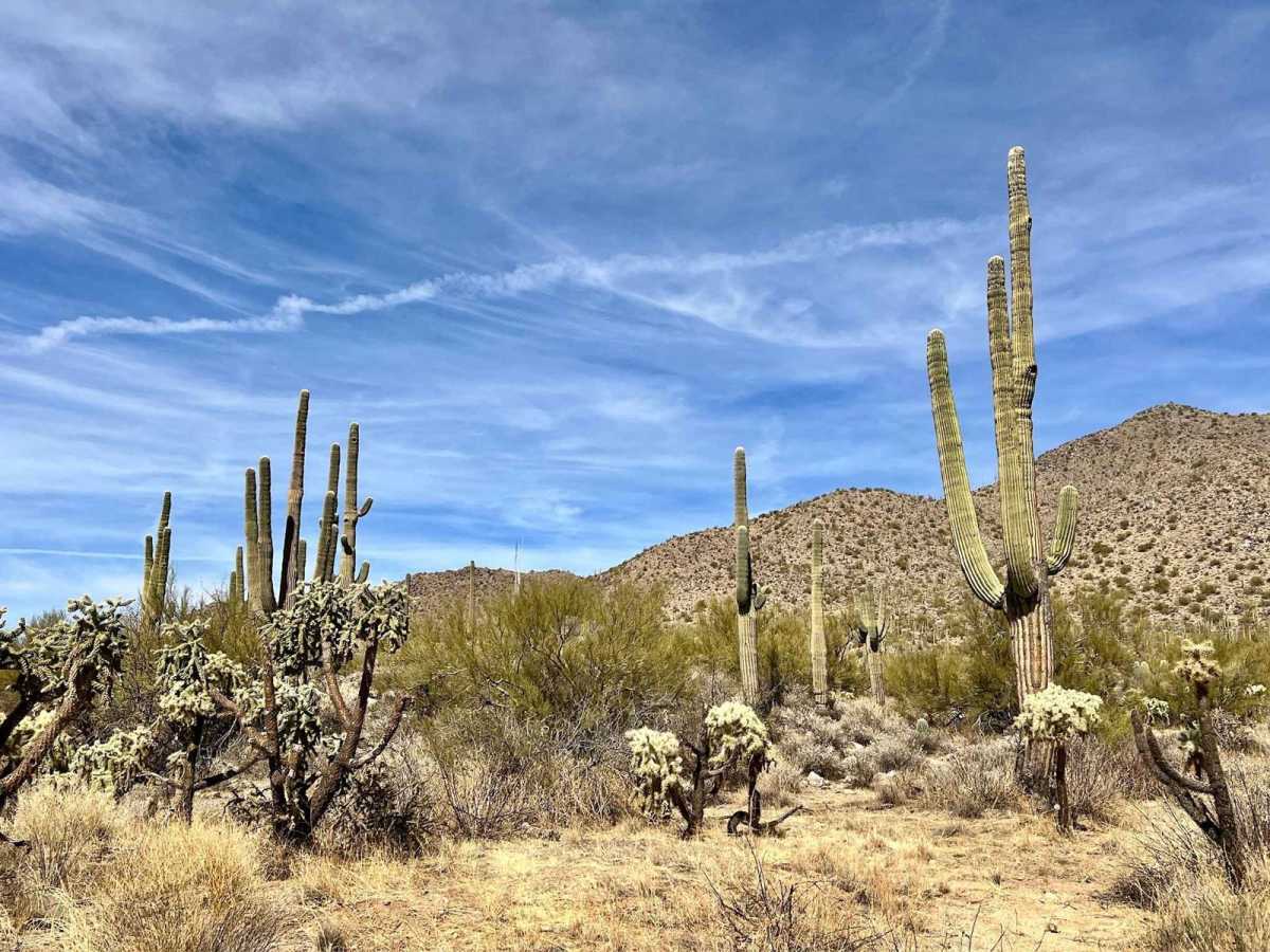 Coyote Peak South trail photo