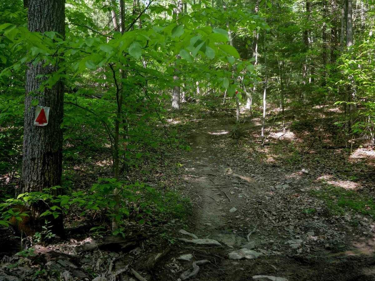 Single Track 2 photo 5