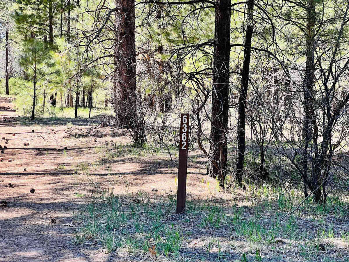 FR-6362 More Trees photo 4