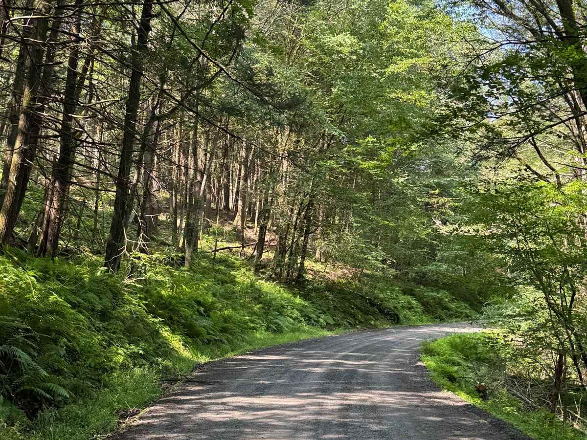 Cooley Creek Road trail photo