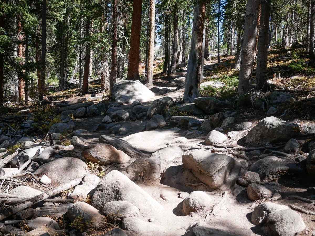 WTB trail photo