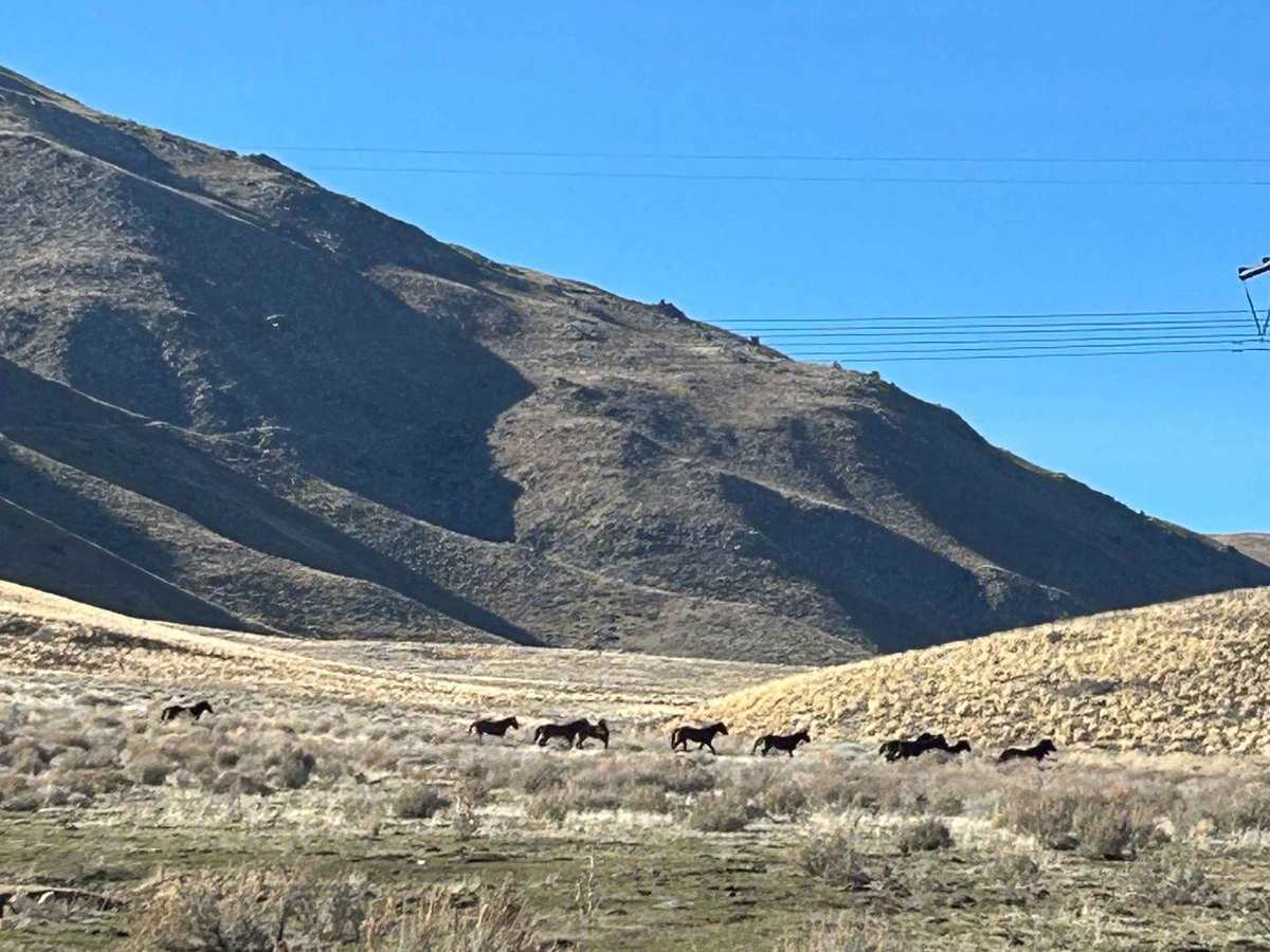 Wildhorse Track photo 6