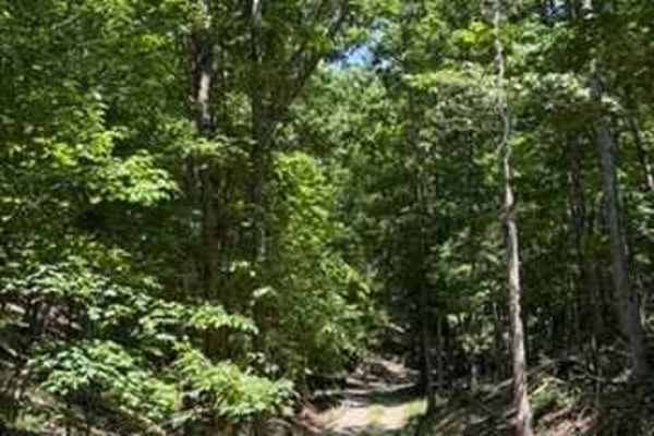 Caitlyn's Trail