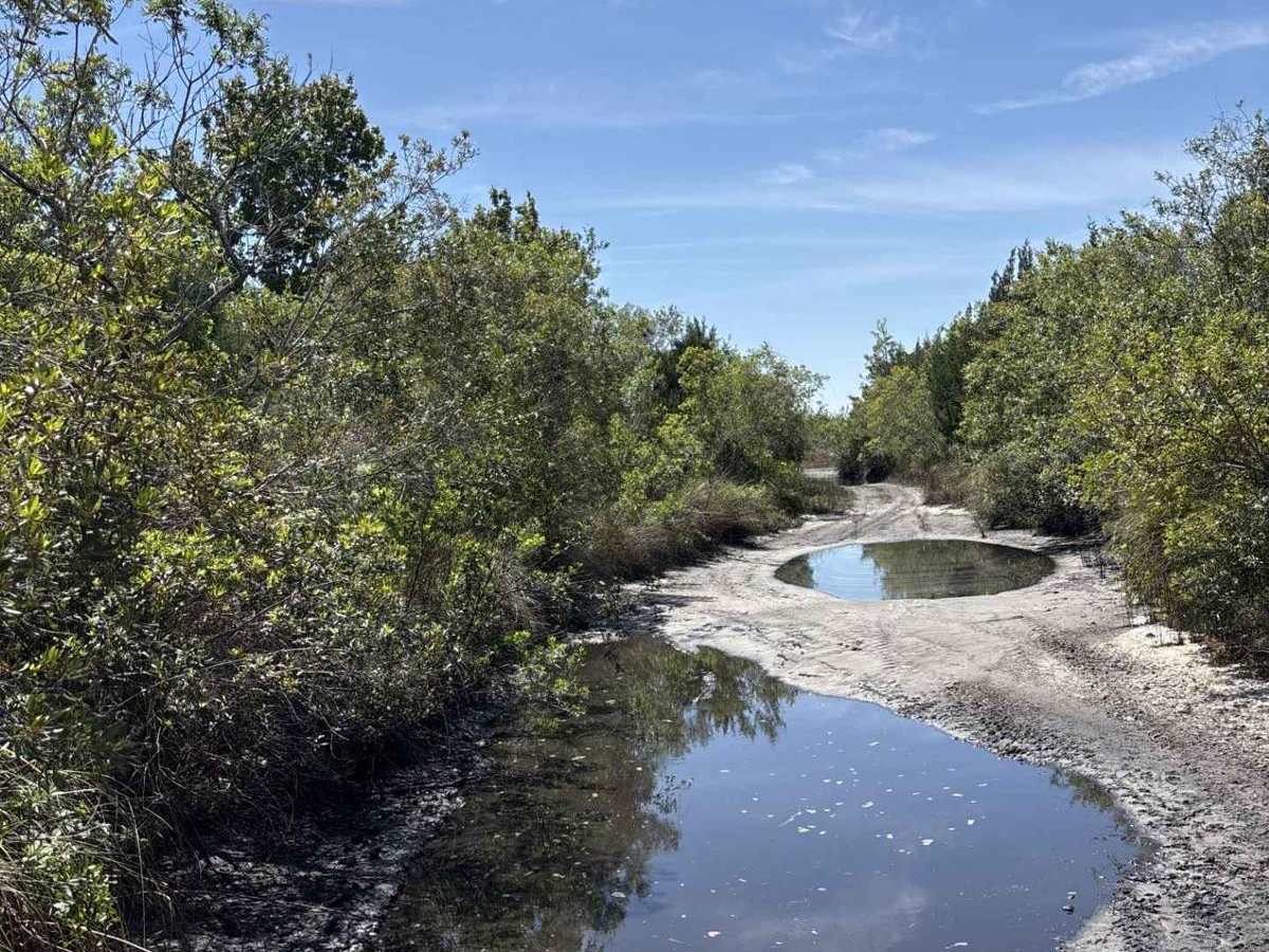 Swamp Pit photo 3