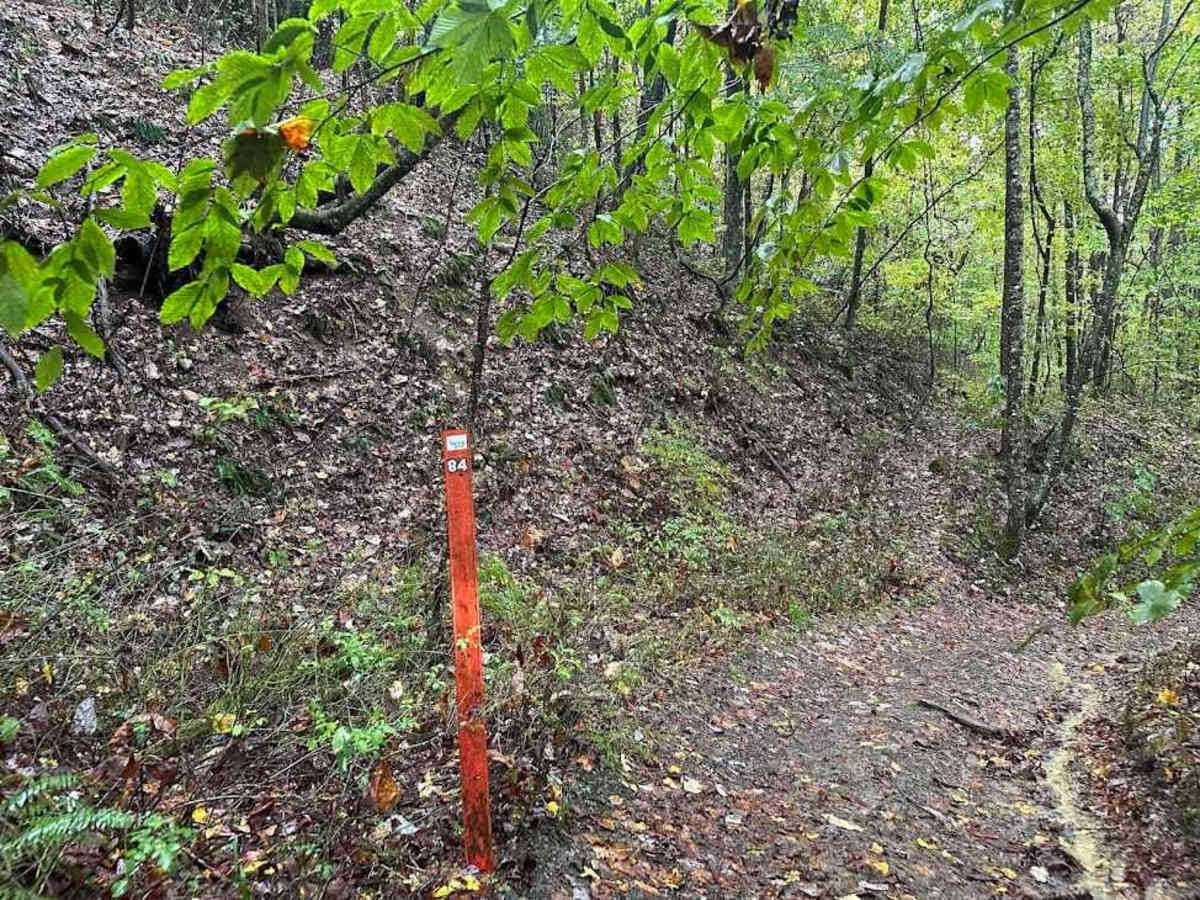 84 Black trail photo