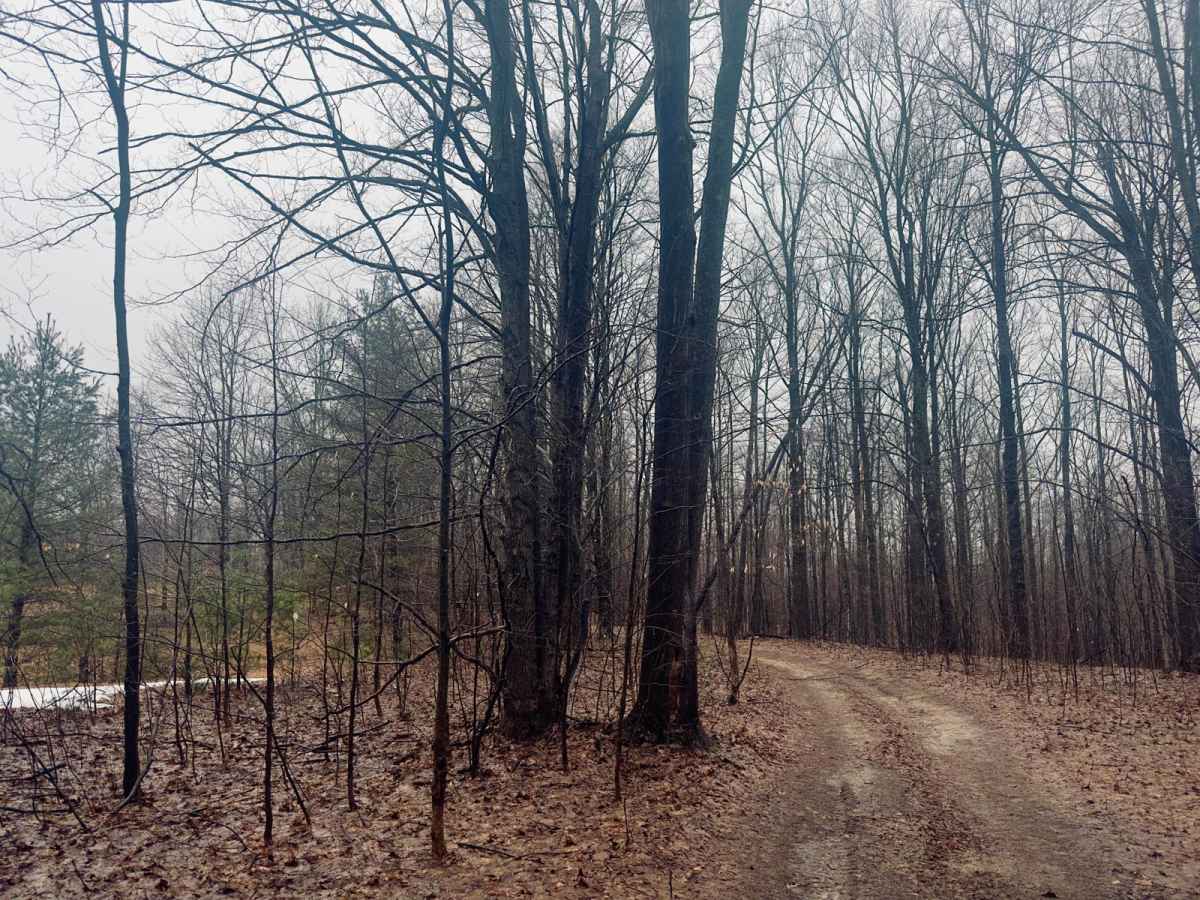 Haynes Lake Trail photo 3