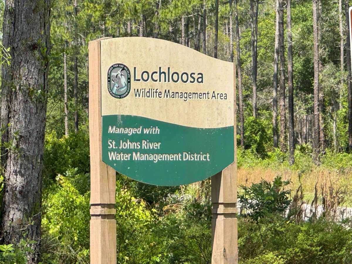Lochloosa WMA South Trail photo 6