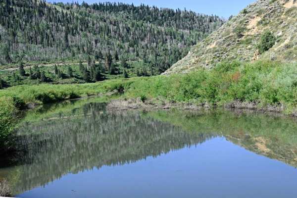 Bear Ridge - FS50008