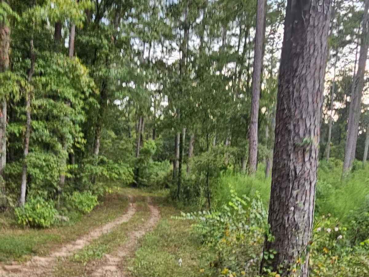Cold Springs Road - FS 1245 photo 6
