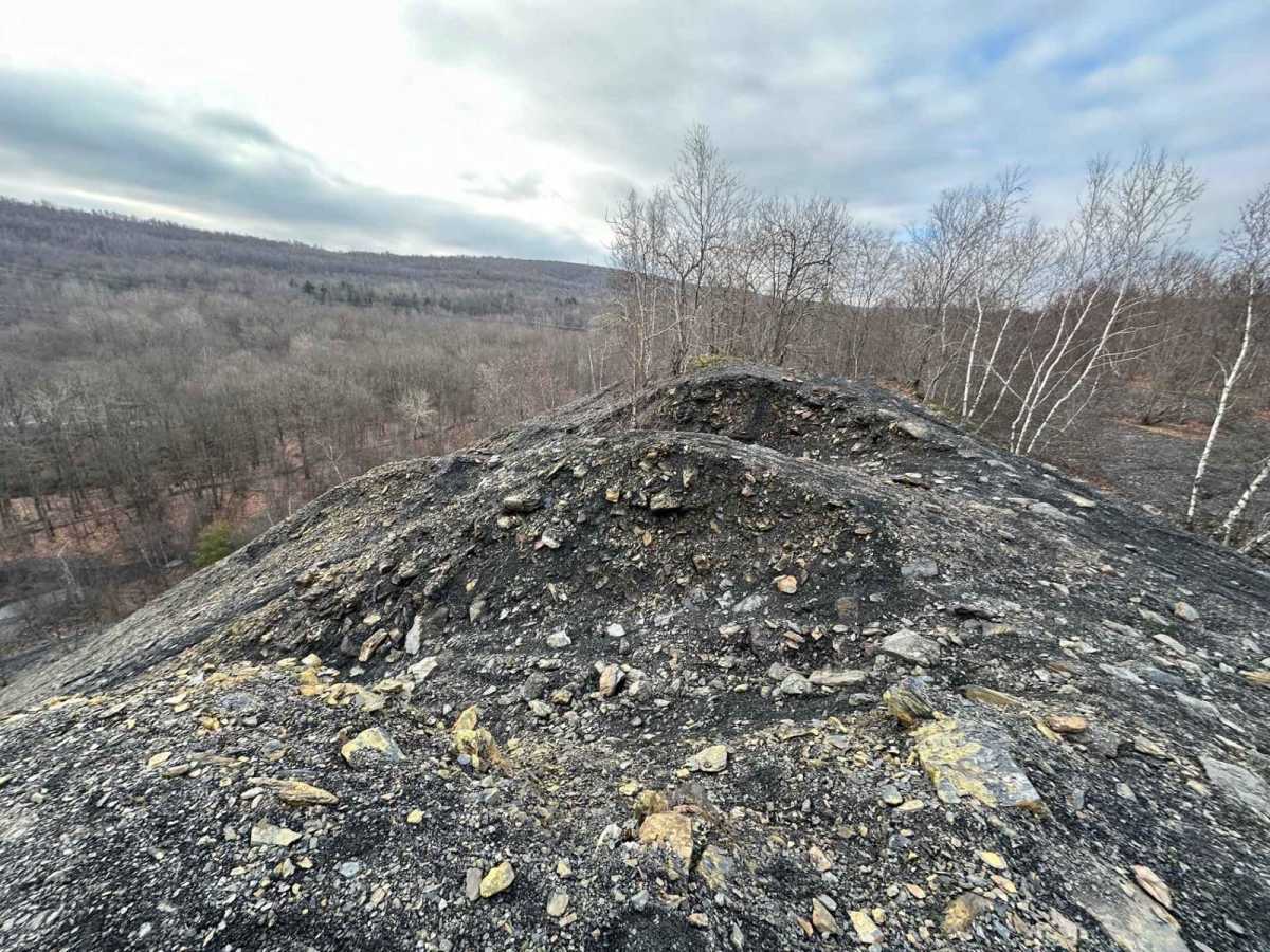Locust Gap 8 photo 3