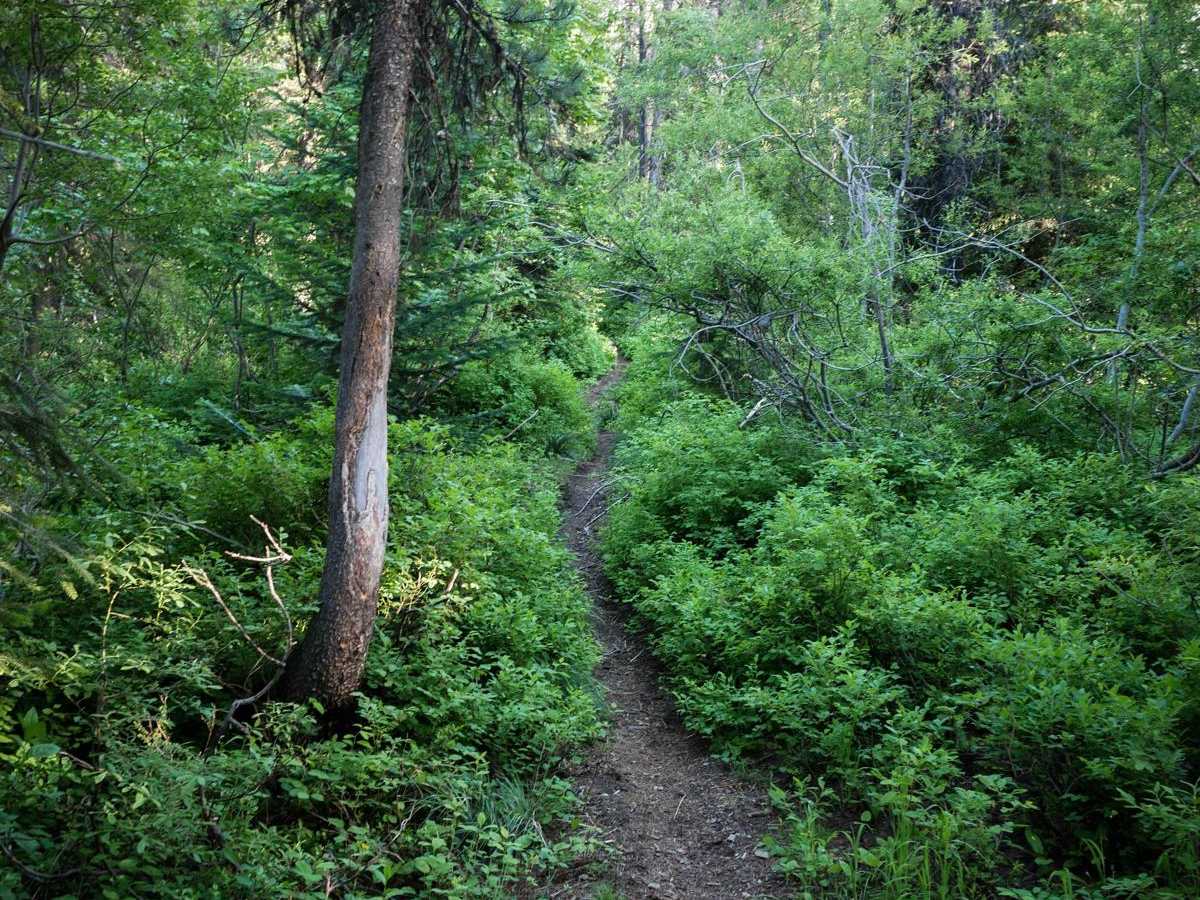 Elsie Peak photo 4