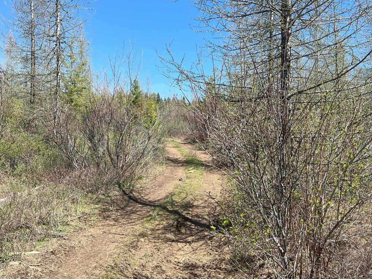 Bing Cherry Trail photo 2
