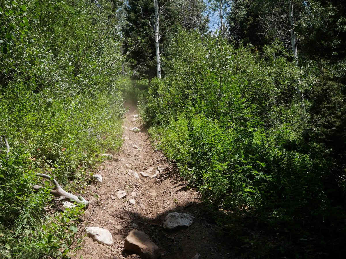 North Wilson #3348 photo 6