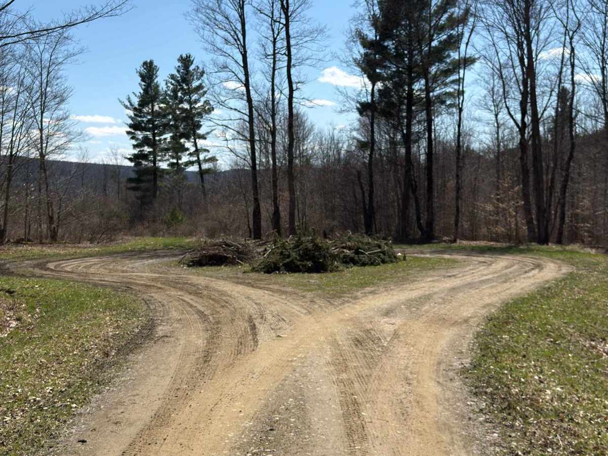 Vandermark Bird Forest Road photo 6