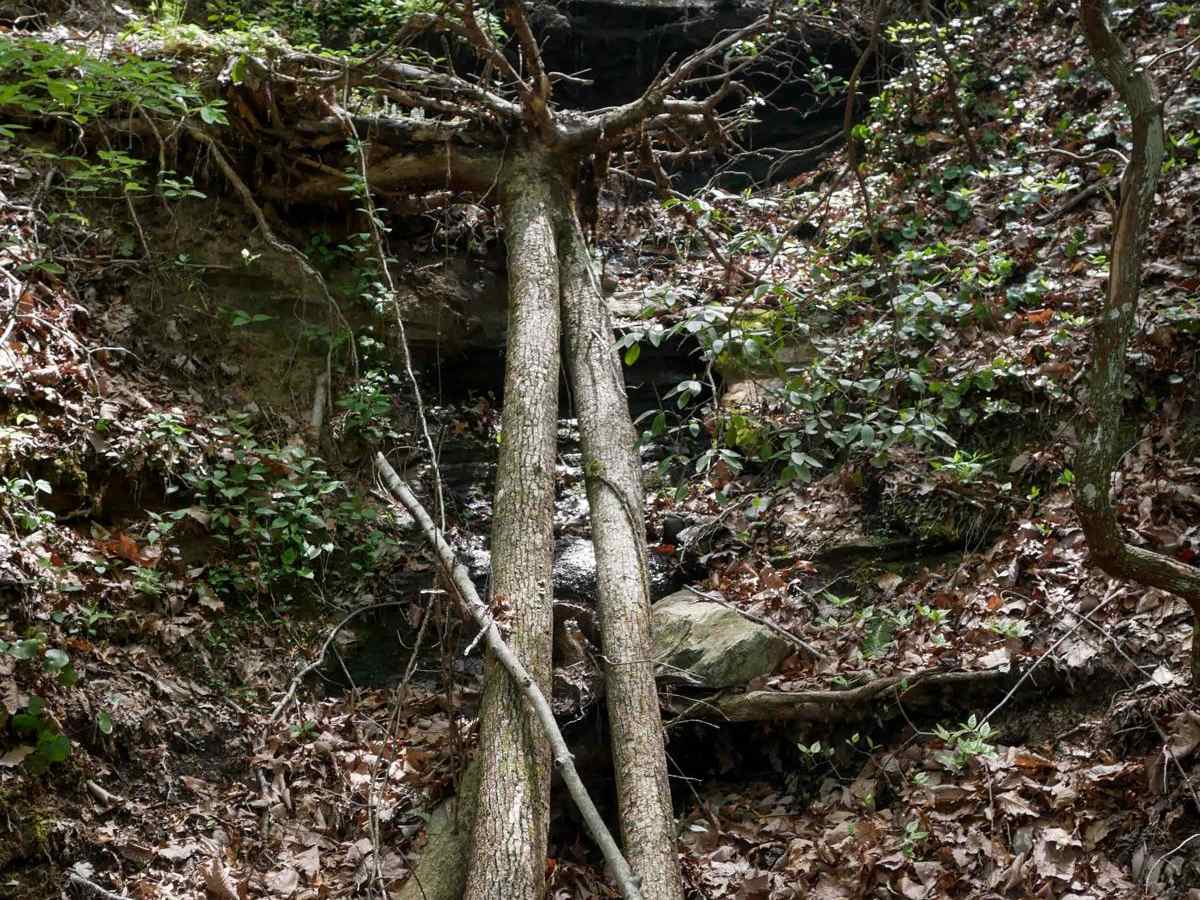 Hightower Loop Trail E photo 6
