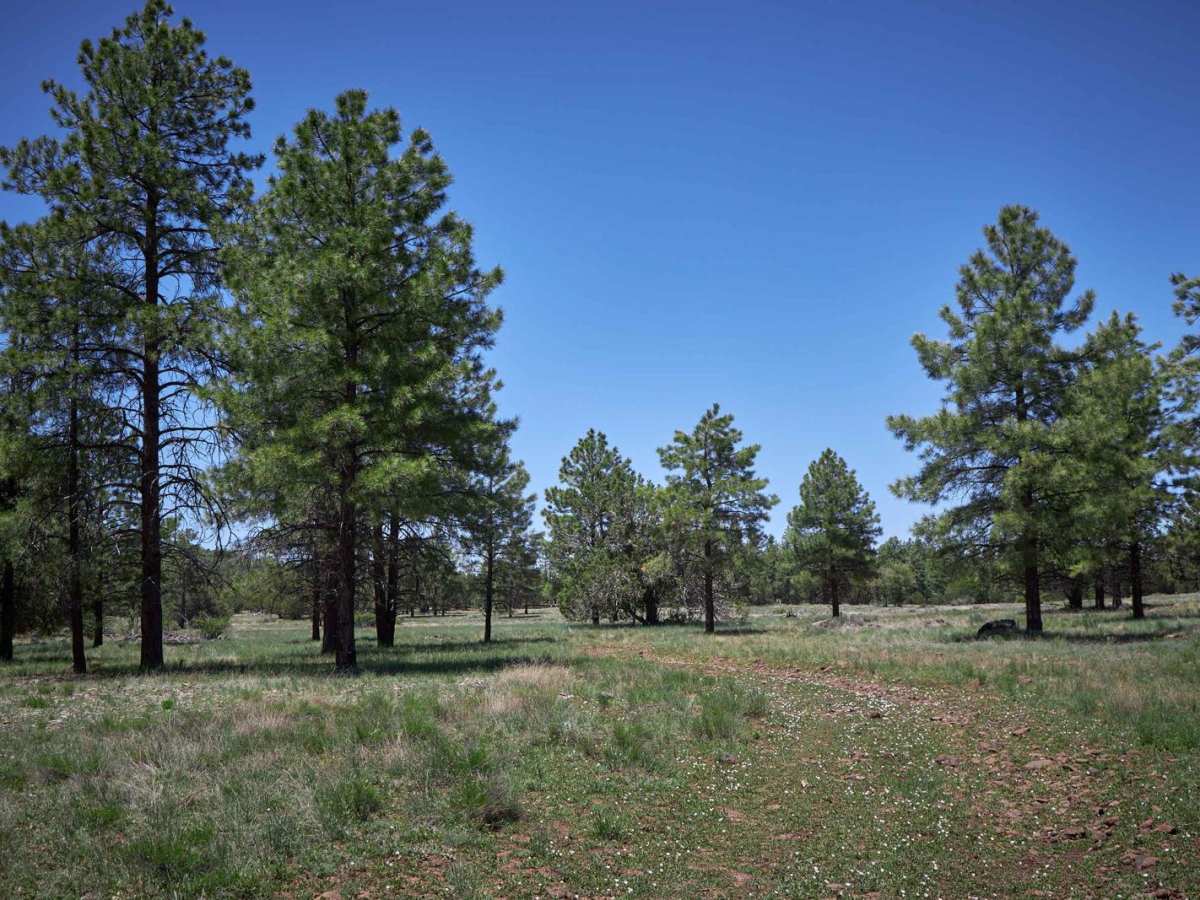 FR 799 photo 3