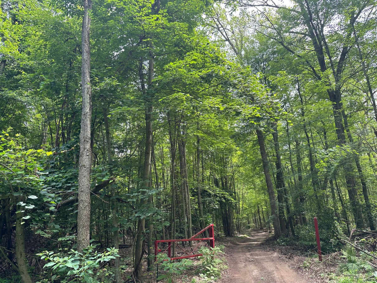Youngman Cut Over trail photo