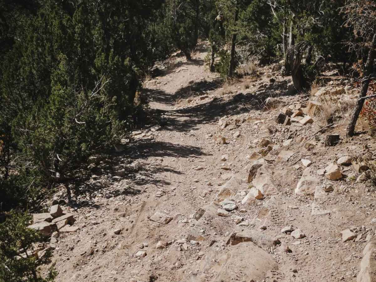 Coyote Split photo 5