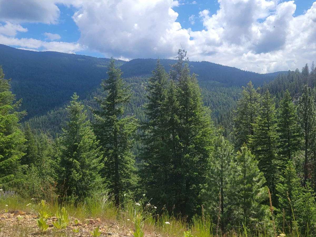 Cougar Creek Road photo 2