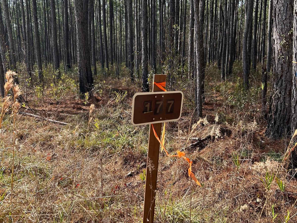 New Hope Road - FSR177 trail photo