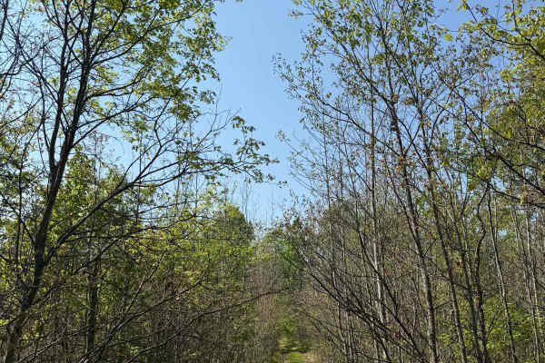 No. 2 West Trail