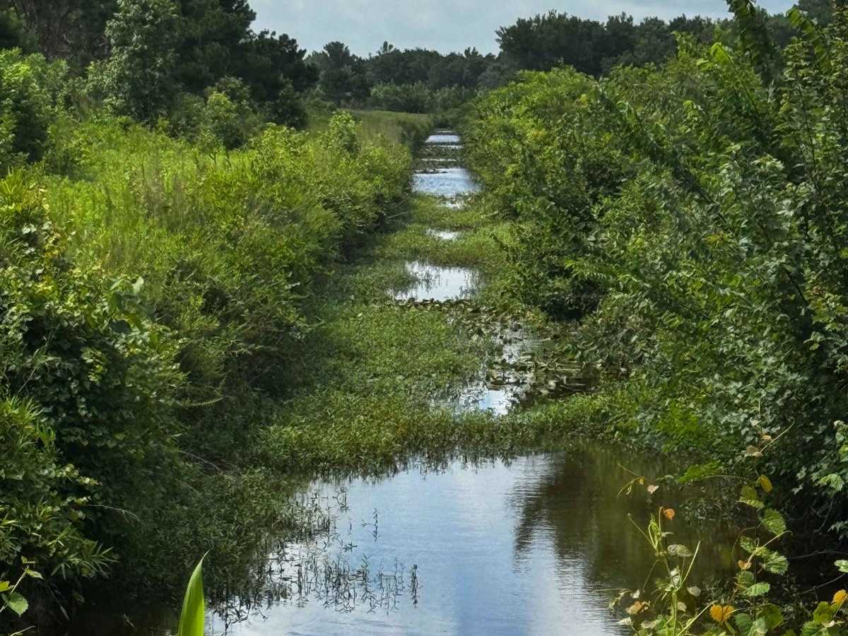 Middle Road - Pocosin Lakes National Wildlife Refuge photo 2