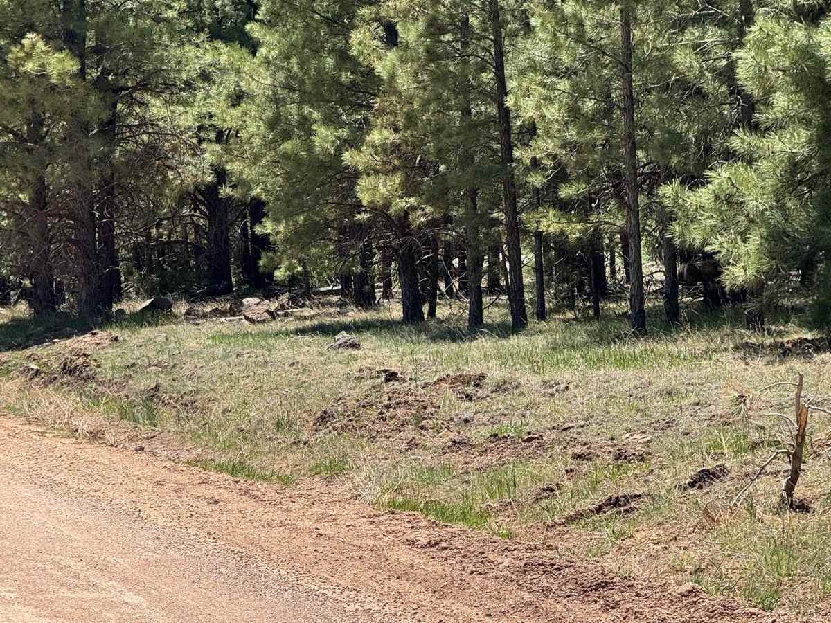 Carnero Creek Trail photo 5