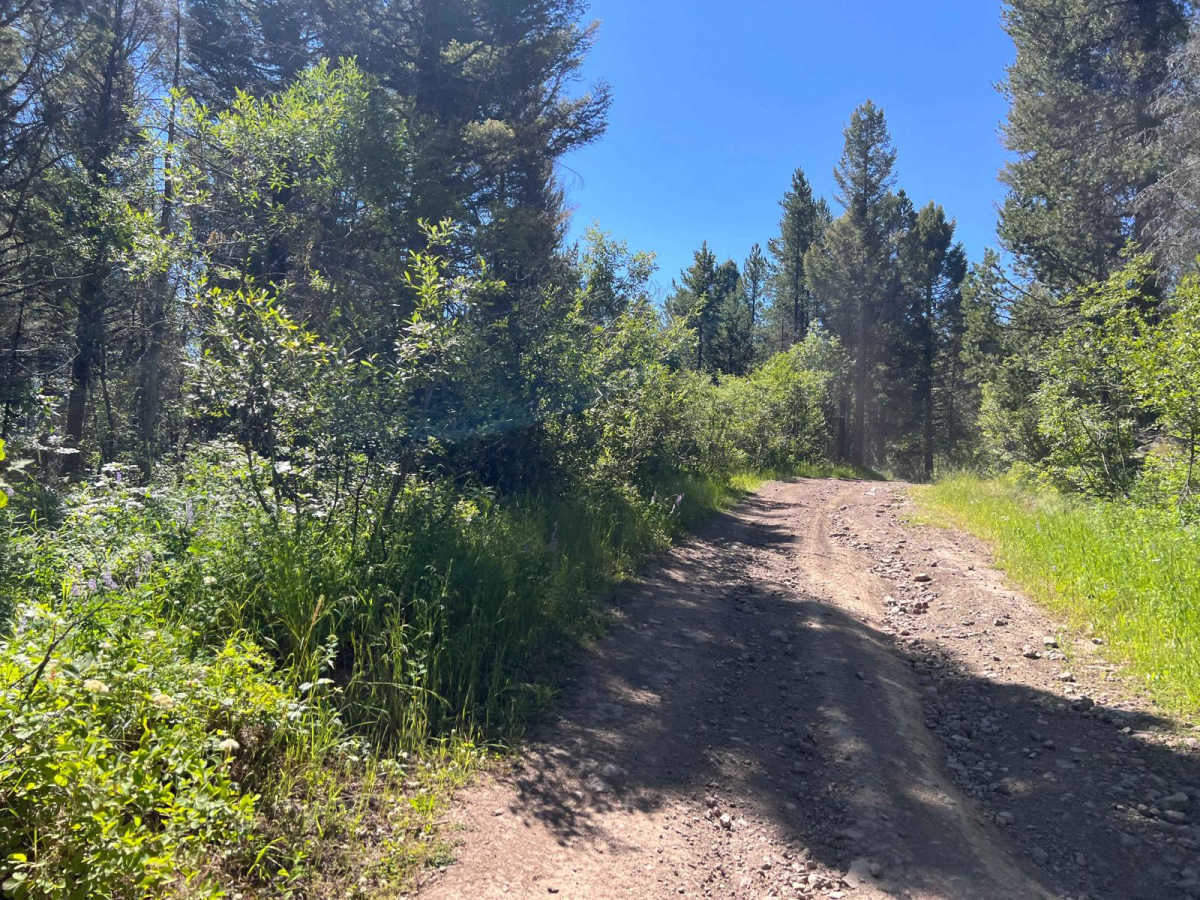 July Creek Road (20303) photo 5
