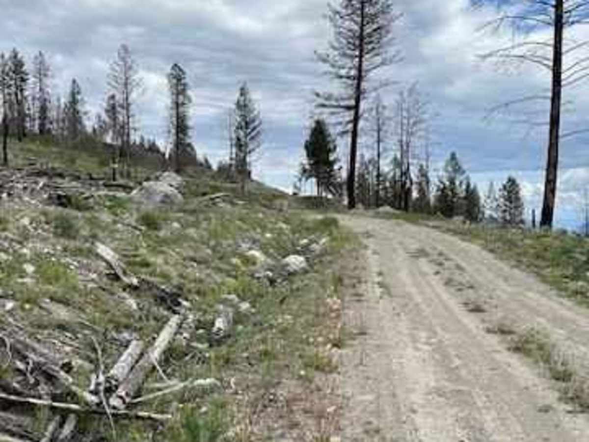 Stirling Creek/Old Joe FSR photo 4
