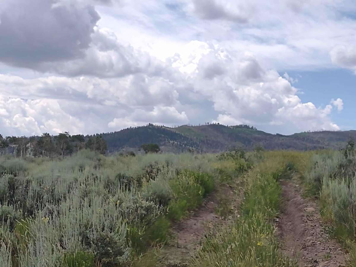 Six Patch Draw (FS 41234) trail photo