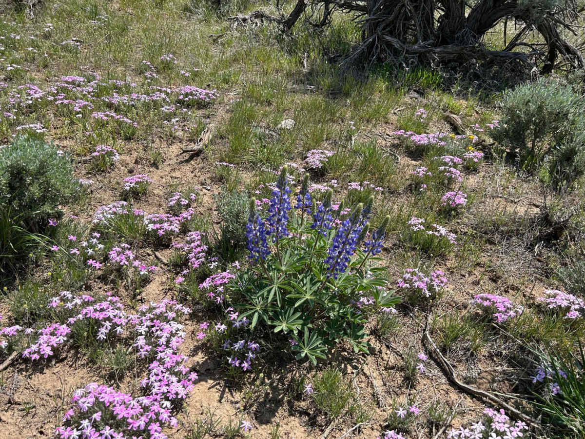 Atomic City to Frenchman's Cabin photo 2