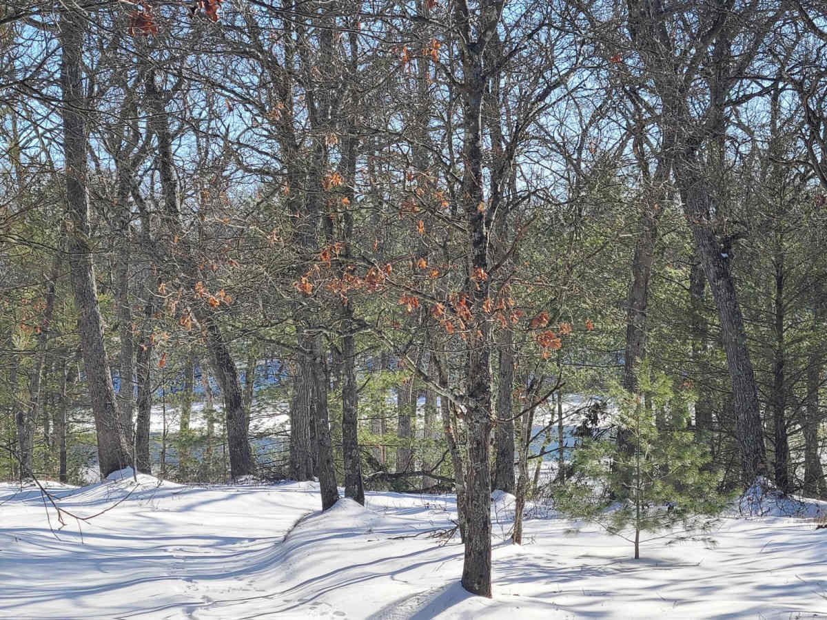 Forest Road 9904 photo 5