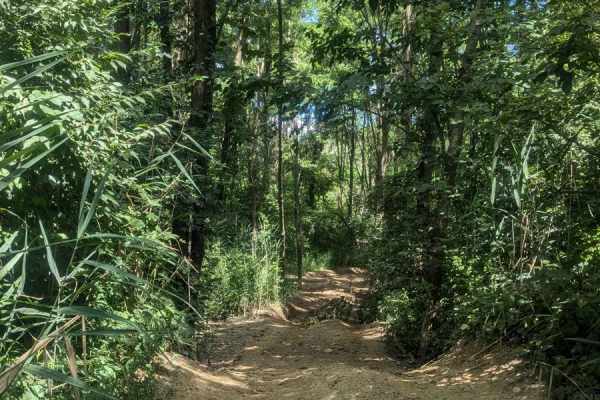 Whispering Woods